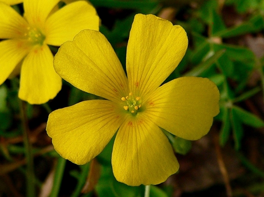 {Oxalis colorea}